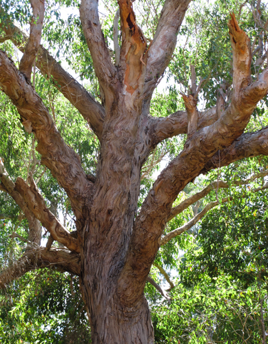 Plant lists - Coastal - Midstorey